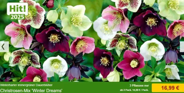 Baldur Garten Katalog in Köln | Christrosen Mix Winter Dreams' | 2025-12-04T00:00:00.000Z - 2025-12-24T00:00:00.000Z