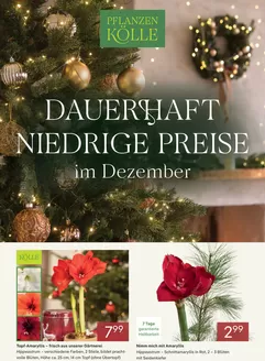 Pflanzen Kölle Katalog in Wiesmoor | DAUERHAFT NIEDRIGE PREISE | 2025-12-04T00:00:00.000Z - 2025-12-11T00:00:00.000Z