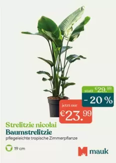 Pflanzen Mauk Katalog in Schöffengrund | Strelitzie Nicolai | 2026-01-20T00:00:00.000Z - 2026-02-07T00:00:00.000Z