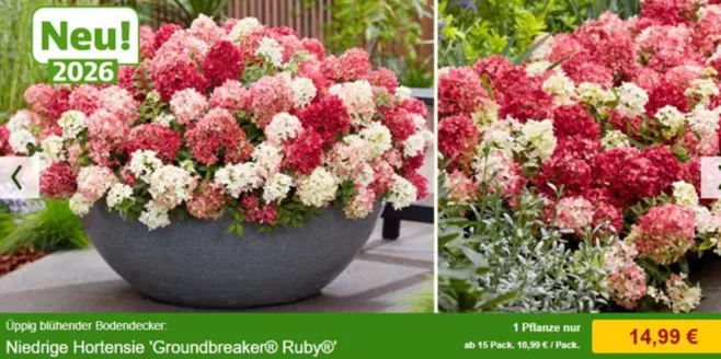 Baldur Garten Katalog in Friedberg (Bayern) | Neu 2016 | 2026-02-24T00:00:00.000Z - 2026-03-27T00:00:00.000Z