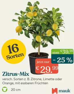 Pflanzen Mauk Katalog in Gelsenkirchen | App-Angebot | 2026-03-05T00:00:00.000Z - 2026-03-15T00:00:00.000Z