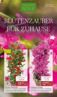 Pflanzen Kölle Katalog in Seitingen-Oberflacht | BLÜTENZAUBER FÜR ZUHAUSE | 2026-04-22T00:00:00.000Z - 2026-04-26T00:00:00.000Z