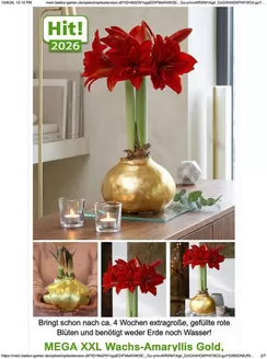 Baldur Garten Katalog | Mega XXL Wachs - Amaryllis Gold | 2026-10-09T00:00:00.000Z - 2026-10-31T00:00:00.000Z