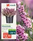 Pflanzen Mauk Katalog in Frankfurt (Oder) | Erica Darleyensis Winterheide | 2025-11-12T00:00:00.000Z - 2025-11-29T00:00:00.000Z