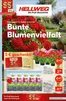 Hellweg Katalog | Bunte Blumenvielfalt | 2026-05-14T00:00:00.000Z - 2026-05-16T00:00:00.000Z