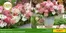 Baldur Garten Katalog | SALE -- | 2026-06-08T00:00:00.000Z - 2026-06-30T00:00:00.000Z