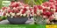 Baldur Garten Prospekt in Heilbronn | Neu 2026! | 2026-08-26T00:00:00.000Z - 2026-09-12T00:00:00.000Z