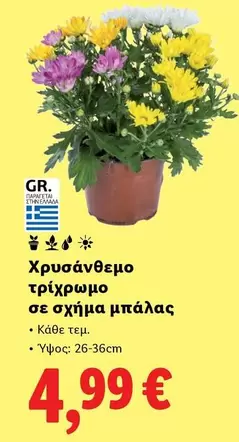 Χρυσάνθεμο τρίχρωμο σε σχήμα μπάλας