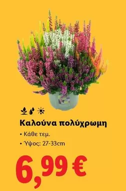 Καλούνα πολύχρωμη