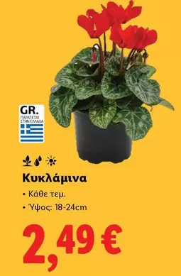 Κυκλάμινα