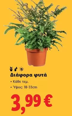 Διάφορα φυτά