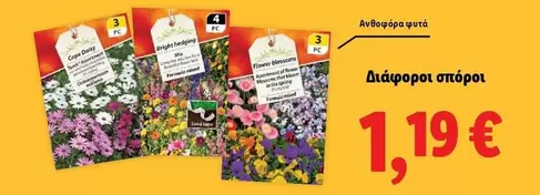 Flower - Διάφοροι σπόροι