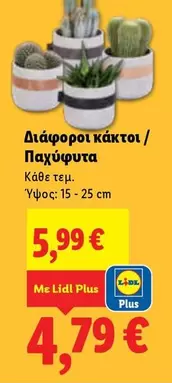 Διάφοροι κάκτοι / Παχύφυτα