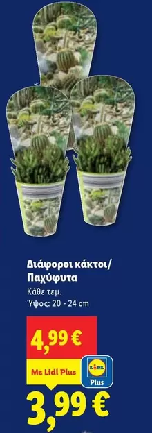 Διάφοροι κάκτοι/Παχύφυτα