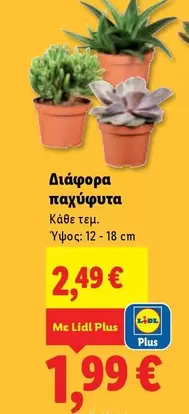 Διάφορα παχύφυτα