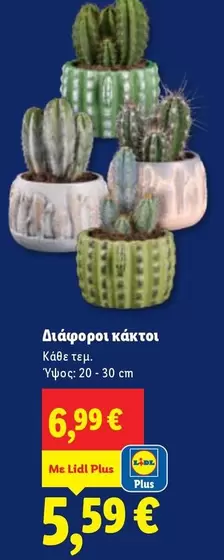 Διάφοροι κάκτοι