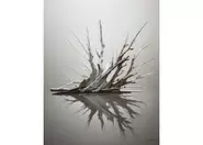 Driftwood 5