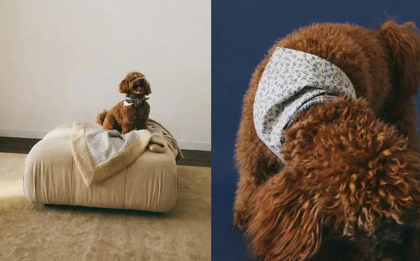 ΜΠΑΝΤΑΝΑ ΜΕ ΛΟΥΛΟΥΔΙΑ ΚΑΙ ΚΑΡΟ ΑΠΟ ΒΑΜΒΑΚΙ ΓΙΑ ΚΑΤΟΙΚΙΔΙΑ