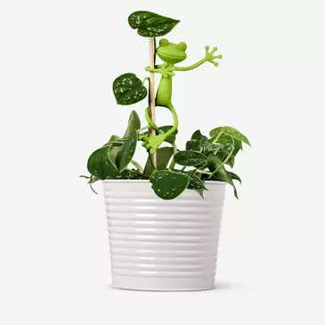 Frog plant supports - 2 pcs