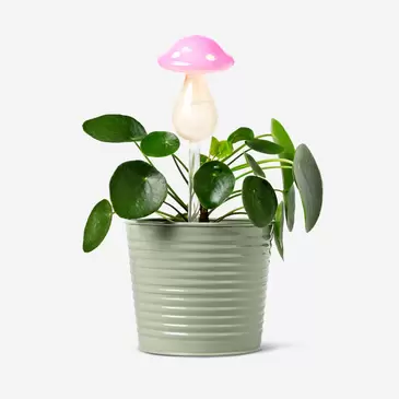 Mushroom self watering spike