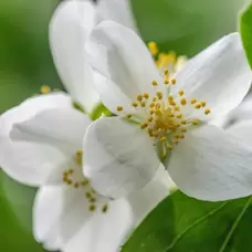 Wild Jasmine Fragrance Mist