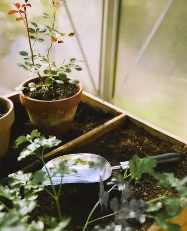 ΦΤΥΑΡΙ ΚΗΠΟΥ