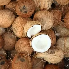 Coconut Body Lotion