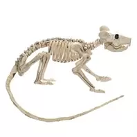 Αληθοφανής Σκελετός Ποντικού Halloween 20cm