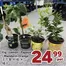 Nations Fresh Foods catalogue | Don't miss out on these amazing prices! | 2026-06-12T00:00:00.000Z - 2026-06-18T00:00:00.000Z