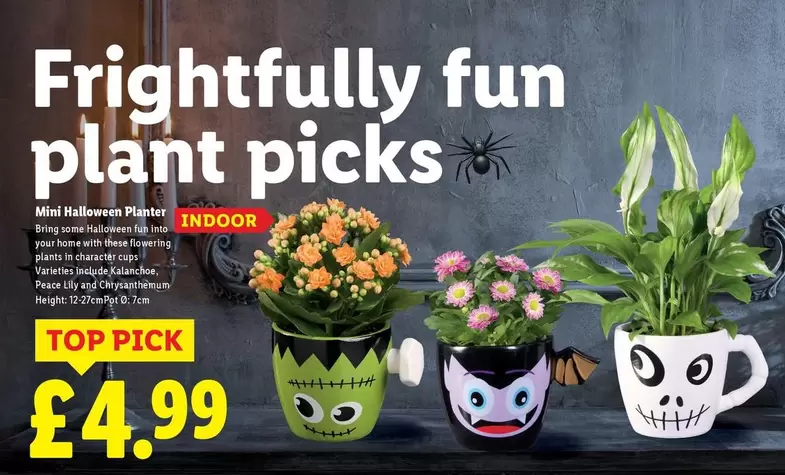 Mini Halloween Planter