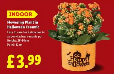 Flowering Plant in Halloween Ceramic