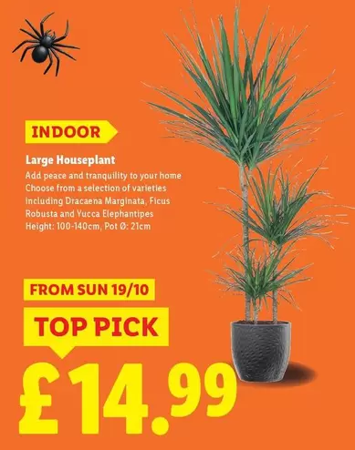 Sun - Large Houseplant