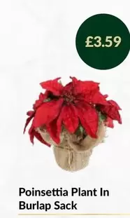 Poinsettia Plant In Burlap Sack