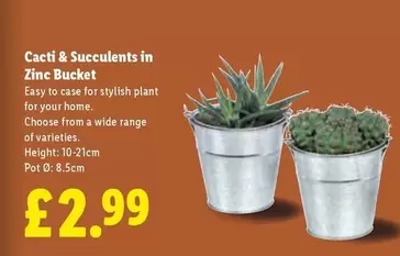 Zinc - Cacti & Succulents in  Bucket
