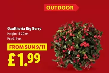 Sun - Gaultheria Big Berry