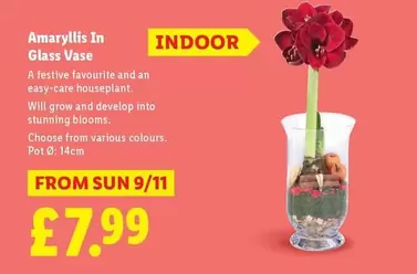 Sun - Amaryllis In Glass Vase