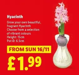 Sun - Hyacinth