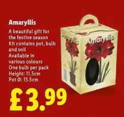 Amaryllis