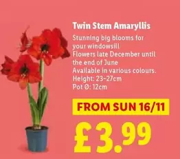 Sun - Twin Stem Amaryllis