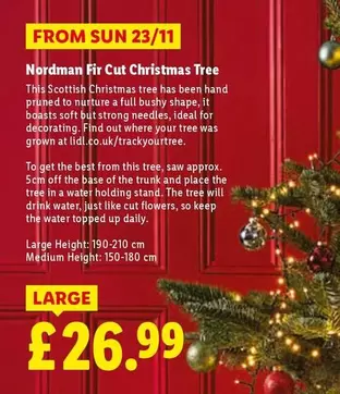 Sun - Nordman Fir Cut Christmas Tree