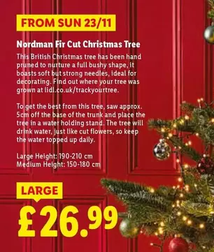 Sun - Nordman Fir Cut Christmas Tree