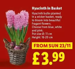 Sun - Hyacinth in Basket
