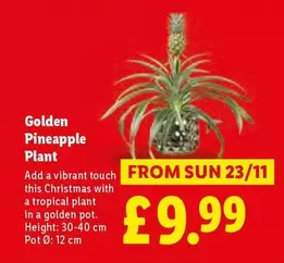 Sun - Pineapple Plant