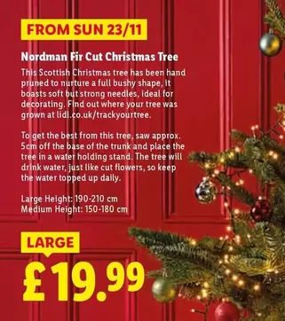 Sun - Nordman Fir Cut Christmas Tree