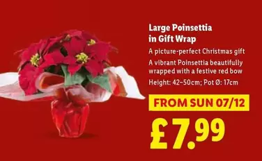 Sun - Large Poinsettia in Gift Wrap