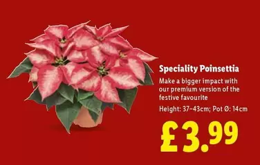 Premium - Speciality Poinsettia