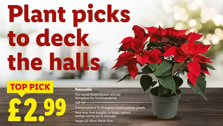 Halls - Poinsettia