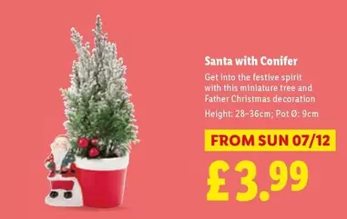 Sun - Santa with Conifer