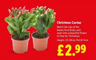 Christmas Cactus