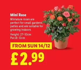 Sun - Mini Rose